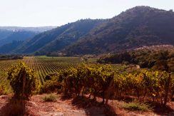Property-vineyard-winery-land-10