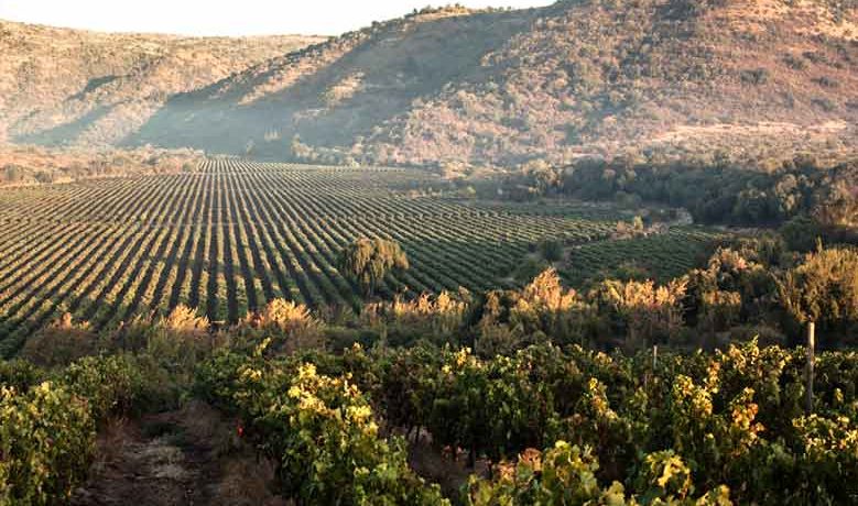 Property-vineyard-winery-land-2