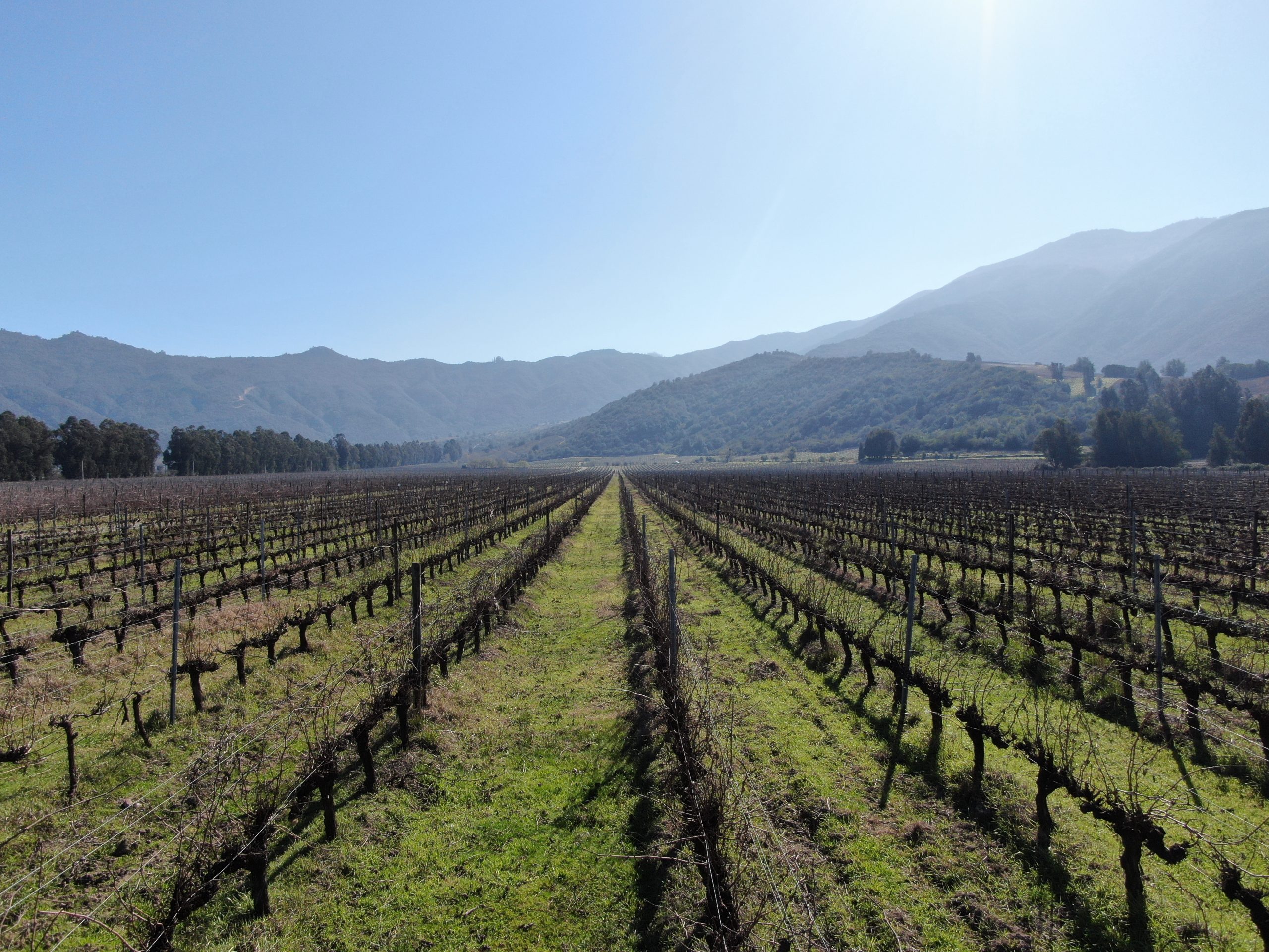 Luxury winery, restored manor house an vineyard for sale in Apalta valley